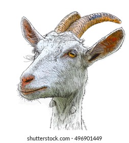 goat - a portrait - a vector color drawing