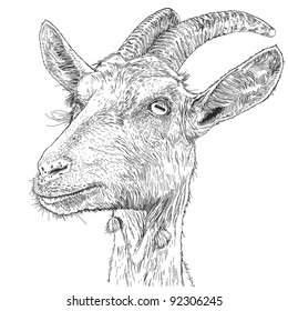 goat - a portrait - a vector drawing