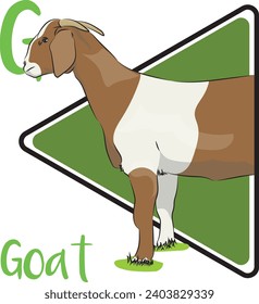 Goat is primarily a milk producer, with a large portion of the milk being used to make cheese. Domestic goats are ruminants and eat grasses and shrubs