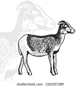 Goat - realistic black and white vector illustration.  Cute farm animal image in profile in engraving style. Portrait side view, graphic design element for logo or template.