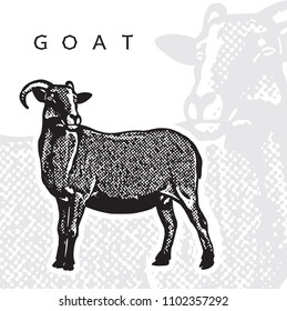 Goat - realistic black and white vector illustration.  Cute farm animal image in profile in engraving style. Portrait side view, graphic design element for logo or template.