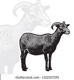 Goat - realistic black and white vector illustration.  Cute farm animal image in profile in engraving style. Portrait side view, graphic design element for logo or template.