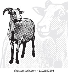 Goat - realistic black and white vector image. Cute farm animal graphic illustration in engraving style. Portrait in front view isolated on white background, design element for logo or template.