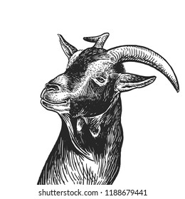 Goat. Realistic portrait of farm animal. Vintage engraving. Vector illustration art. Black and white hand drawing. Head of agricultural animal is close-up. Funny facial expressions. Cattle series.