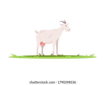 Goat semi flat RGB color vector illustration. Domestic animal to produce milk and dairy. Farm pet on ground with grass. Farmland wildlife. Cattle isolated cartoon character on white background