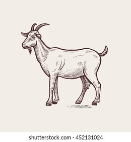 Goat. Series of farm animals. Graphics, hand drawing. Sketch. Vintage engraving style. Design for packaging agricultural products, signage, advertising farm products shops