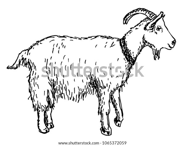 Goat Series Farm Animals Graphics Hand Stock Vector (Royalty Free ...