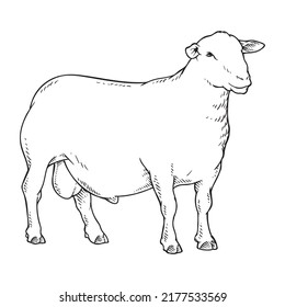 goat or sheep drawing line art