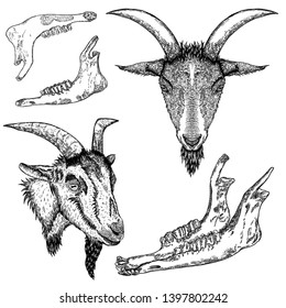 Goat or sheep farm animal head with horns. Black and white sketch. Vector