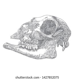 Goat or sheep farm animal skull. Dead animal engraving hand drawing head skull . Sketch Boho style tattoo. Vector.