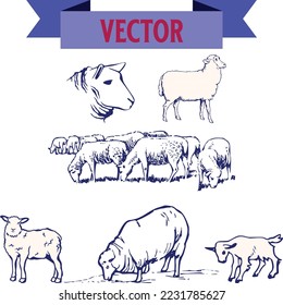 goat with a sheep vector flat illustration isolated on white background.