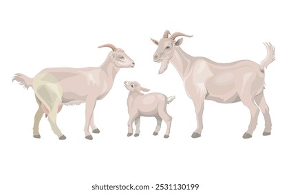 Goat, she-goat and kid. Family of the farm animals. Vector illustration isolated on a white background