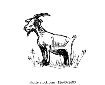 Goat silhouette. Graphic sketch