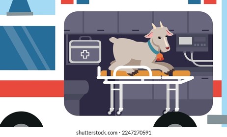 Goat sits on a medical couch