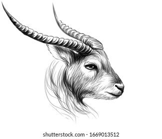 Goat. Sketch, black and white, drawn portrait of a goat on a white background.