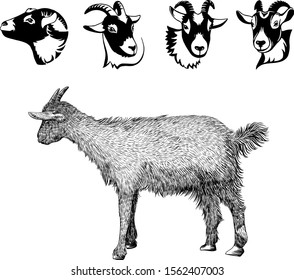 Goat sketch. Hand drawn vector illustration and a set of goat logotype isolated on white background. 