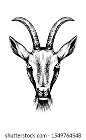 Goat sketch, outline head portrait white isolated