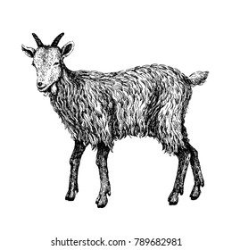 Goat sketch style. Hand drawn illustration of beautiful black and white animal. Line art drawing in vintage style. Realistic image.