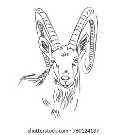 Goat sketch vector.