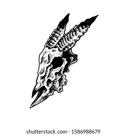 Goat skull design vector illustration