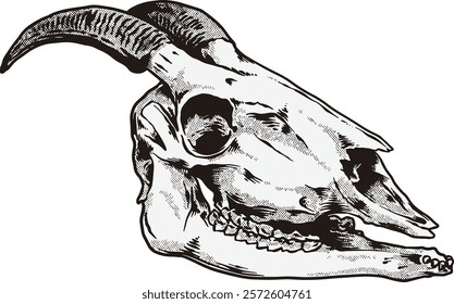 Goat Skull Digital Hand drawn Line art Sketch Vector illustration black and white