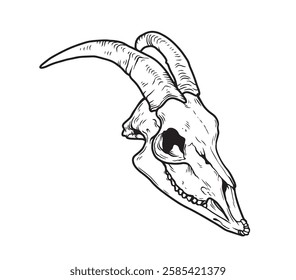 Goat Skull Digital Hand Drawn Line art Sketch Vector illustration in Retro Engraving Style. High Detailed Vintage Vector Illustration. Dramatic and detailed artwork of a black-horned goat skull. 