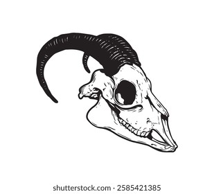 Goat Skull Digital Hand Drawn Line art Sketch Vector illustration in Retro Engraving Style. High Detailed Vintage Vector Illustration. Dramatic and detailed artwork of a black-horned goat skull. 