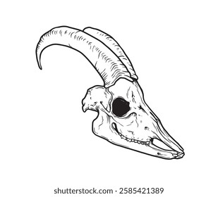 Goat Skull Digital Hand Drawn Line art Sketch Vector illustration in Retro Engraving Style. High Detailed Vintage Vector Illustration. Dramatic and detailed artwork of a black-horned goat skull. 