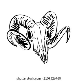 Goat skull hand drawing. Goat head skeleton. Vector illustration
