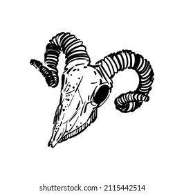 Goat skull hand drawing. Goat head skeleton. Vector illustration