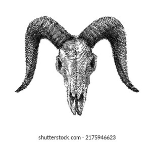 Goat Skull, Hand Drawn Illustration, Isolated Vector