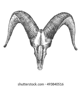 Goat skull hand drawn, isolated on white. Drawing sketch of the skull of a goat. A demon,  supernatural, malevolent. Witchcraft, occultism, mythology and folklore, religion attribute. Vector.