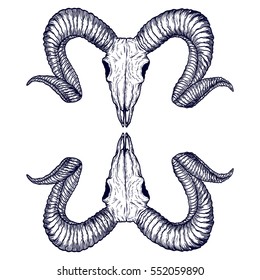 Goat skull hand drawn, isolated on white. Drawing sketch of the skull of a goat. A demon, supernatural, malevolent. Witchcraft, occultism, mythology and folklore, religion attribute. Vector.