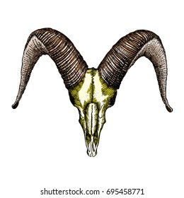 Goat skull hand drawn, isolated on white. Drawing sketch of the skull of a goat. A demon,  supernatural, malevolent. Witchcraft, occultism, mythology and folklore, religion attribute. Vector.