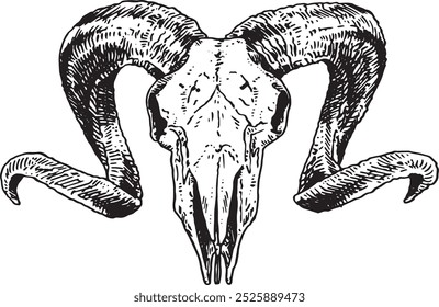 Crânio de cabra - ilustração de vetor desenhado à mão