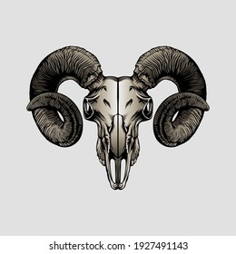 Goat skull vector illustration with color