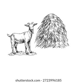Una cabra de pie junto a un pajar. Una Ilustración vectorial en blanco y negro dibujada a mano. Perfecto para granjas lecheras o proyectos agrícolas. También es adecuado para etiquetas, empaques, Anuncios y más.
