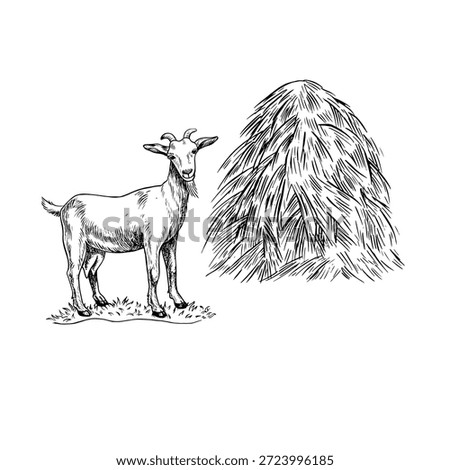A goat standing next to a haystack. A black and white vector illustration drawn by hand. Perfect for dairy farms or agricultural projects. Also suitable for labels, packaging, banners, and more.