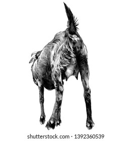 goat stands full-length rear view, udder close-up, sketch vector graphics monochrome illustration on white background