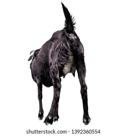 goat stands full-length rear view, udder close-up, sketch vector graphic color illustration on white background