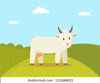 Goat stroll on glade colorful vector illustration, image of white animal with round horns and udder, domestic pet walk on rural land, cute landscape