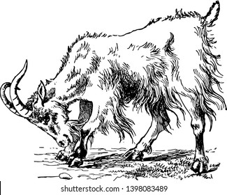 Goat is a subspecies of goat domesticated from the wild goat of southwest Asia and Eastern Europe vintage line drawing or engraving illustration.