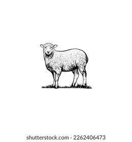 goat vector design template, farm animal.
