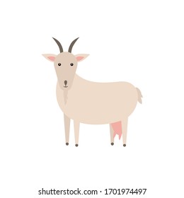 Goat vector flat illustration isolated on white background. Domestic animal. Farm animal goat cartoon character. Print for nursery.