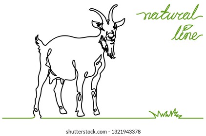Goat vector flat illustration on white background. Continuous line, creative design suitable for packaging
