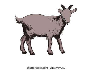 

Goat vector illustration. Brown goat. 