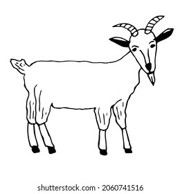 Goat vector illustration hand drawing doodle