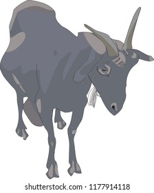 goat vector illustration isolated on white background