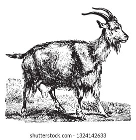 The goat, vintage engraved illustration. From Deutch Vogel Teaching in Zoology.
