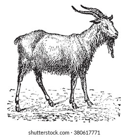 13,621 Vintage goat illustration Images, Stock Photos & Vectors ...